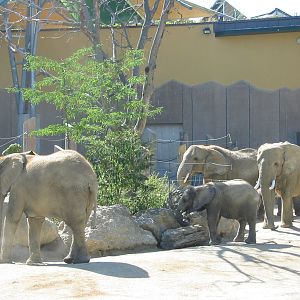 Tiergarten Schönbrunn - African Elephants outside