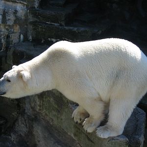 Tiergarten Schönbrunn - Polar Bear on the edge