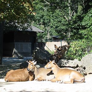 Tiergarten Schönbrunn - Nilgai enclosure