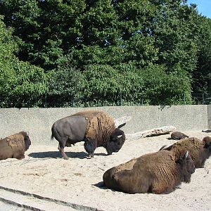 Tiergarten Schönbrunn - American Buffalo enclosure