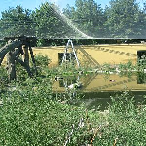 Tiergarten Schönbrunn - Siberian Tiger enclosure