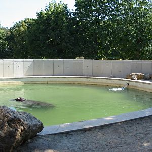 Tiergarten Schönbrunn - Outdoor Hippopotamus pool