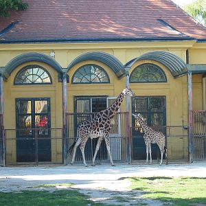 Tiergarten Schönbrunn - Giraffe enclosure