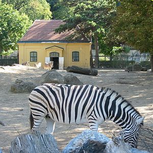 Tiergarten Schönbrunn - Chapmans Zebra exhibit