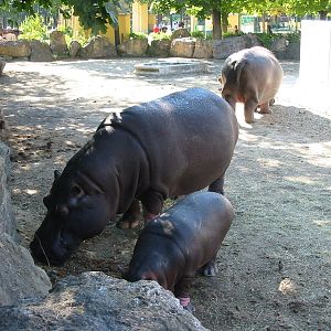 Tiergarten Schönbrunn - Common Hippopotamus and calf