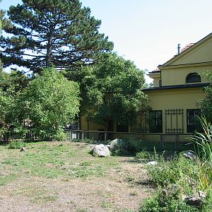 Tiergarten Schönbrunn - Giant Anteater exhibit