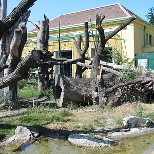 Tiergarten Schönbrunn - Outdoor Panda exhibit