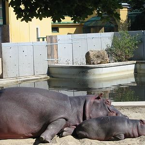 Tiergarten Schönbrunn - Hippopotamus and calf in the outdoor exhibit