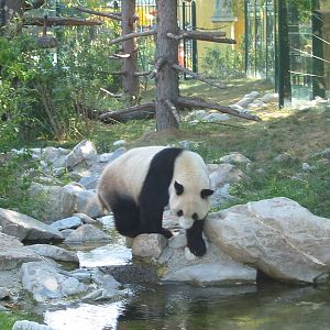 Tiergarten Schönbrunn - Panda encounters the water