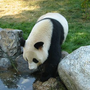 Tiergarten Schönbrunn - Panda encounters the water