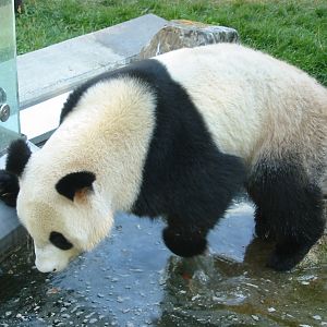 Tiergarten Schönbrunn - Panda encounters the water