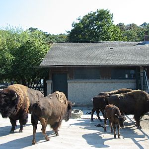 Tiergarten Schönbrunn - American Buffalo exhibit