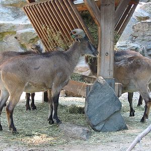 Tiergarten Schönbrunn - Himalayan Tahr