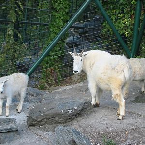 Tiergarten Schönbrunn - Rocky Mountain Goat with two kids