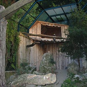 Tiergarten Schönbrunn - Bearded Vulture exhibit