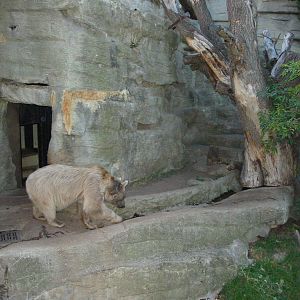 Tiergarten Schönbrunn - Syrian Brown Bear