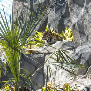 New Jaguar Exhibit