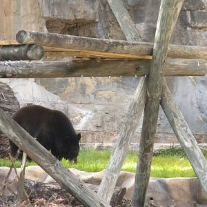 Black Bear
