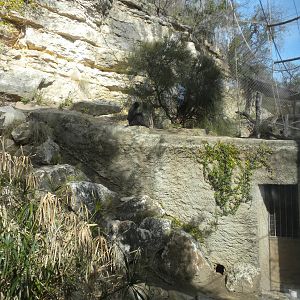 White Cheeked Gibbon