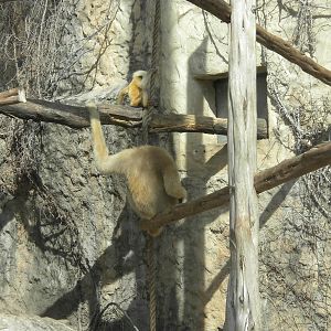 White Cheeked Gibbon