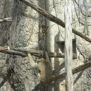 White Cheeked Gibbon