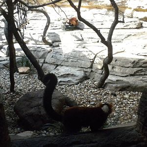 Red Ruffed Lemur
