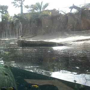 Africa Live 1 - Hippos