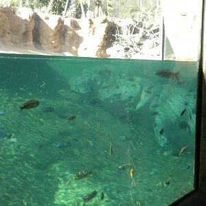 Africa Live 1 - Hippos