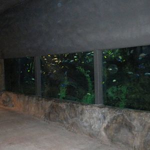 Africa Live 1 - Cichlids