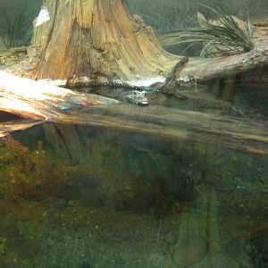 Africa Live 1 - Dwarf Croc