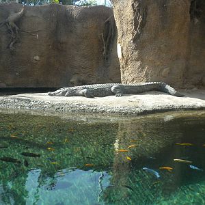 Africa Live 1 - Nile Croc