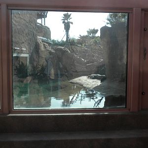 Africa Live 2 - Nile Croc