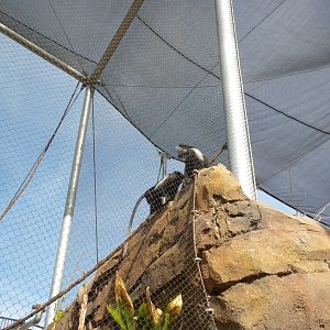 Africa Live 2 - Angolan Colobus