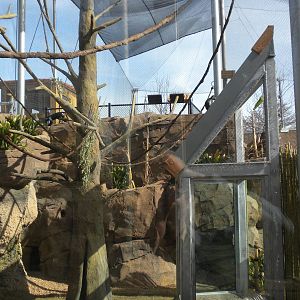 Africa Live 2 - Monkey Exhibit