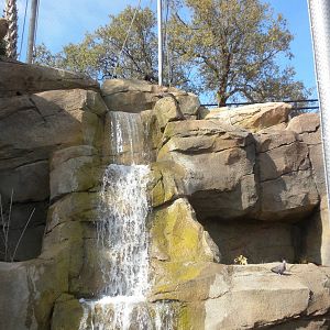 Africa Live 2 - Aviary