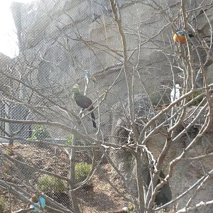 Africa Live 2 - Aviary