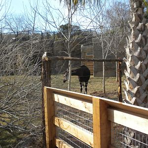 Africa Live 2 - Okapi