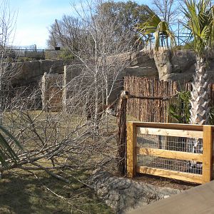 Africa Live 2 - Okapi