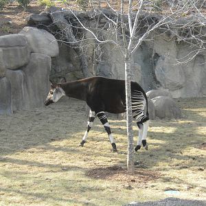 Africa Live 2 - Okapi