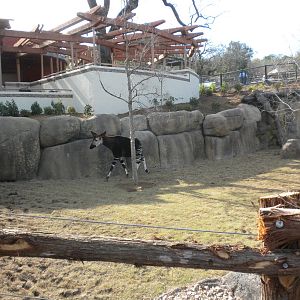 Africa Live 2 - Okapi