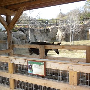 Africa Live 2 - Okapi