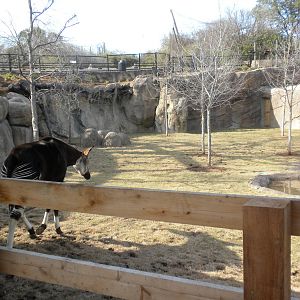 Africa Live 2 - Okapi