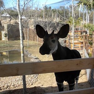 Africa Live 2 - Okapi