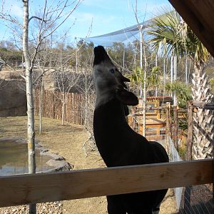 Africa Live 2 - Okapi