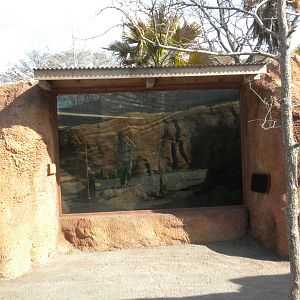 Africa Live 2 - Dwarf Mongoose exhibit