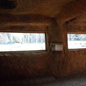 Africa Live 2 - African Wild Dog