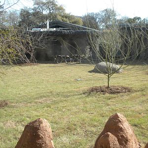 Africa Live 2 - African Wild Dog