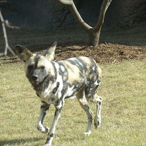 Africa Live 2 - African Wild Dog