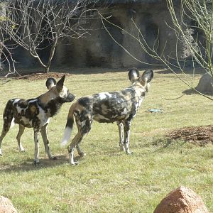 Africa Live 2 - African Wild Dog