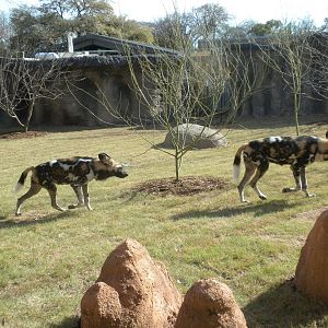 Africa Live 2 - African Wild Dog